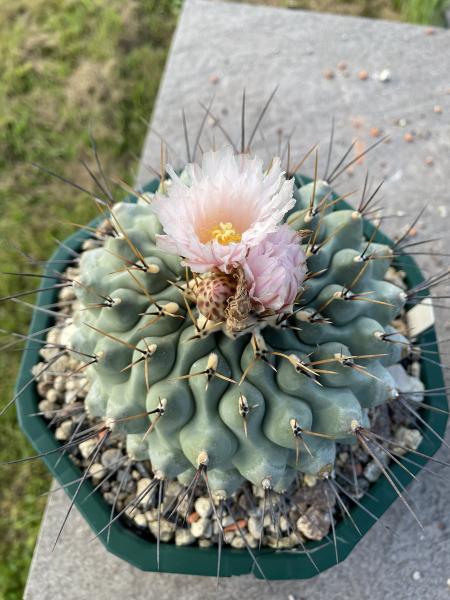 Thelocactus lophothele